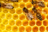 Ask Dr. Mike: EMFs & Is Bee Pollen All Hype?