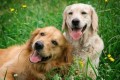 Keep Your Pet Healthy the Natural Way