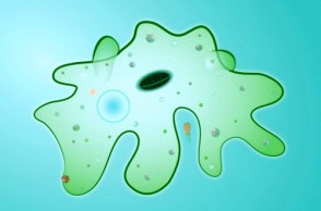 Brain-Eating Amoeba: Rare but Deadly