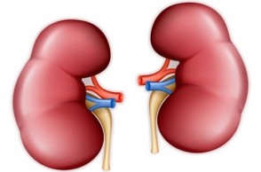 Kidney Awareness & Prevention of Disease