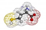 Newly Identified Risks of Excess Homocysteine