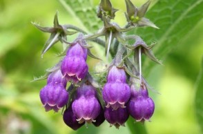 The Healing Powers of Comfrey