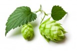 Hops &amp; Lignan: Lesser-Known Solutions for Menopausal Symptoms