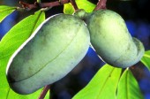 Pawpaw: The Next Generation Cancer Therapy?