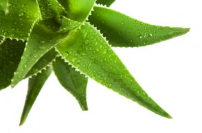 The Many Uses of Aloe Vera