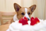 Sugar Substitutes: New Toxic Killer of Dogs