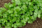 Healing Powers of Cilantro